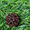 5 MUKHI RUDRAKSH